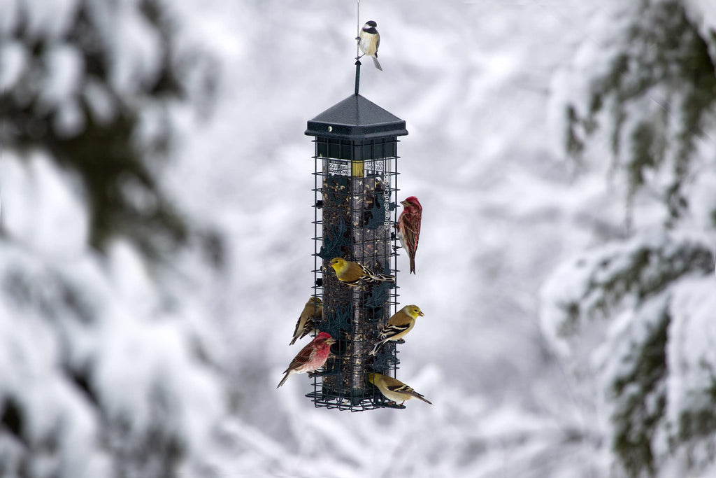 Squirrel-proof Bird Feeder with 6 Feeding Ports, 3.4-pound Seed Capacity H358270