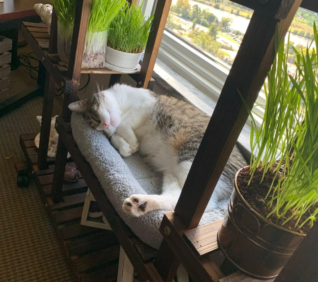 Cat Bed with Pillow, Anti Skid Bottom, Small B705