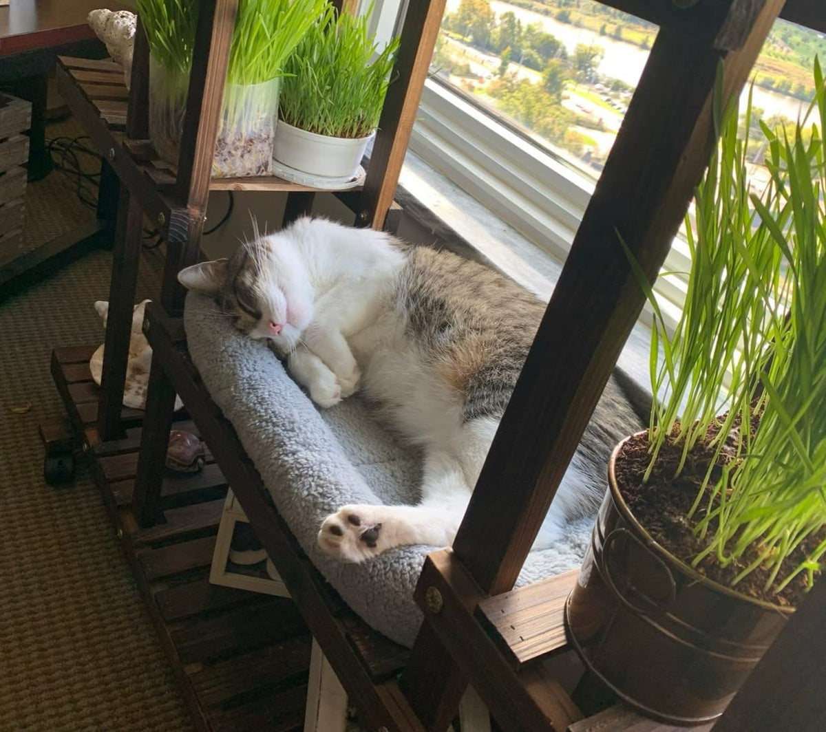 Cat Bed with Pillow, Anti Skid Bottom, Small B705
